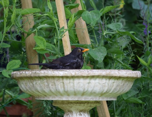 birdbathblackbird1blog