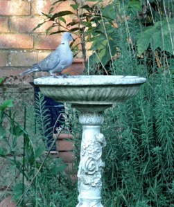 birdbathdoveblog