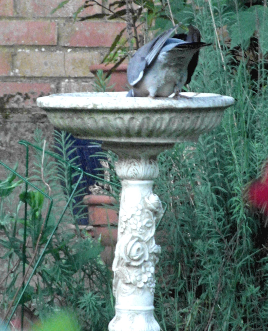 birdbathmooningpigeaoblog