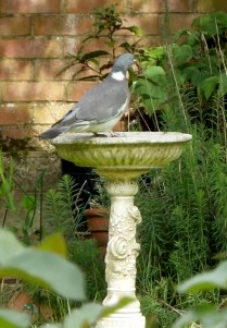 birdbathpigeon1blog