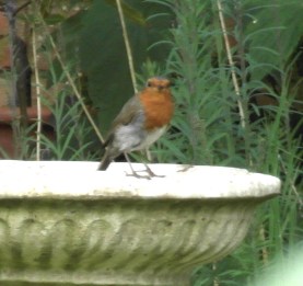birdbathrobinblog