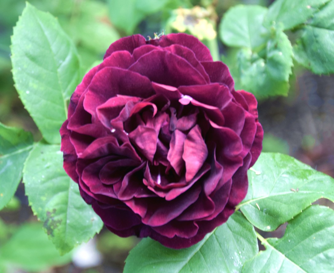 Rose 'Souvenir du Dr Jamain' - A bit high maintenance for my kind of gardening but it makes me so happy that I give it the extra attention it requires. I also love the mysterious name... who was Dr Jamain?