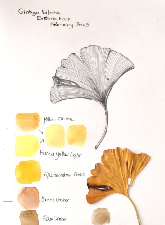 ginkgowash-palette.jpg