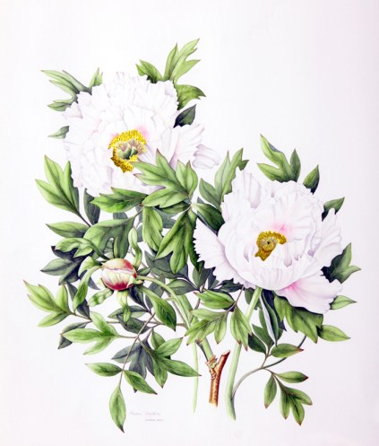 peony_sandrine small