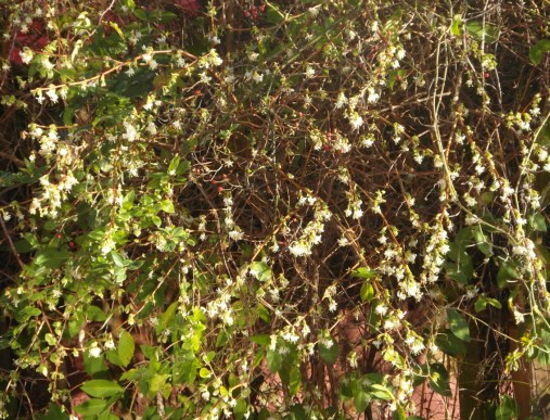 blog winter honeysuckle 2