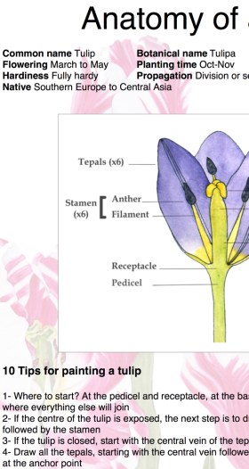 BLOG patreon launch tulip teaser