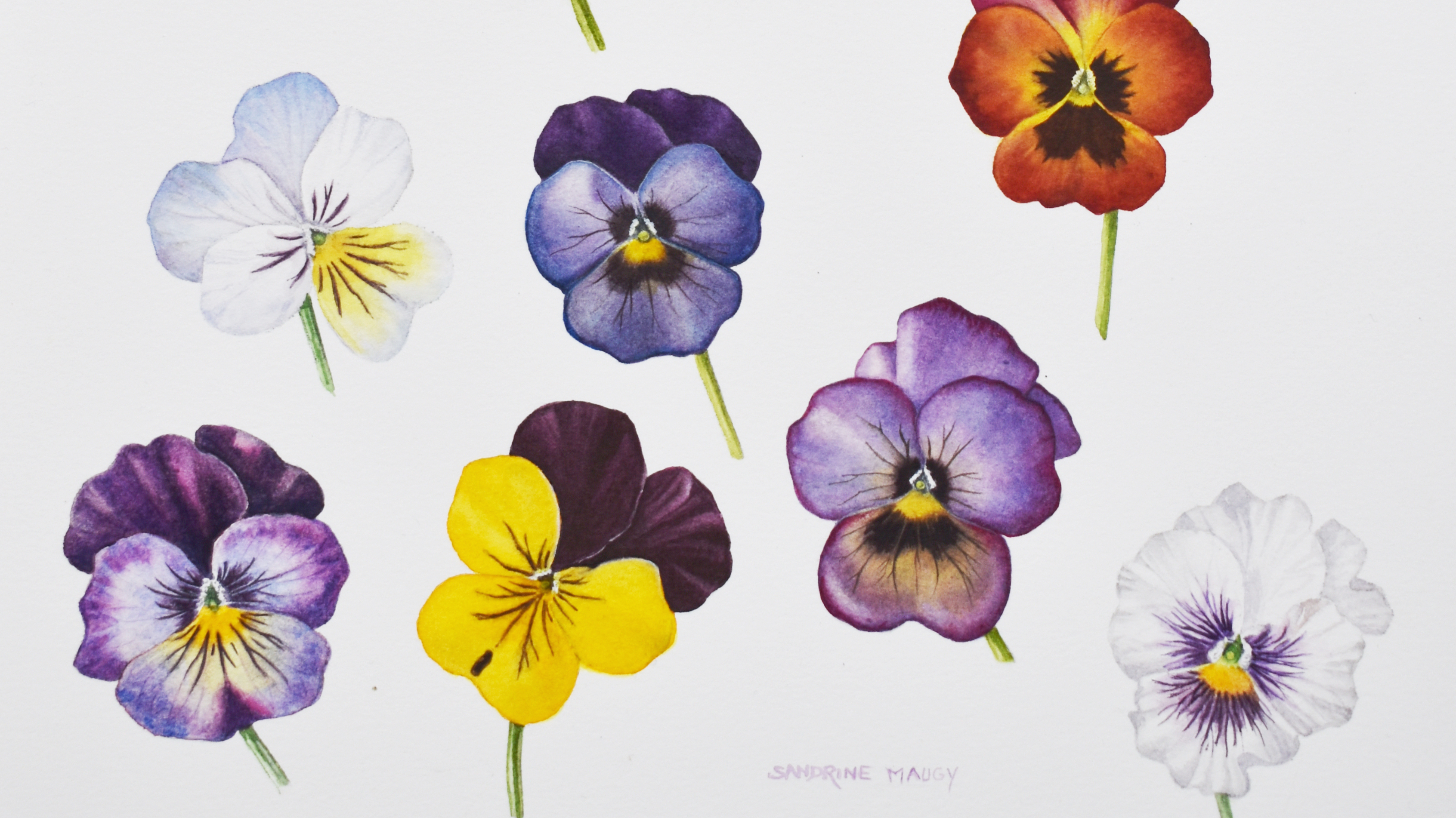 viola-collection-jan21-
