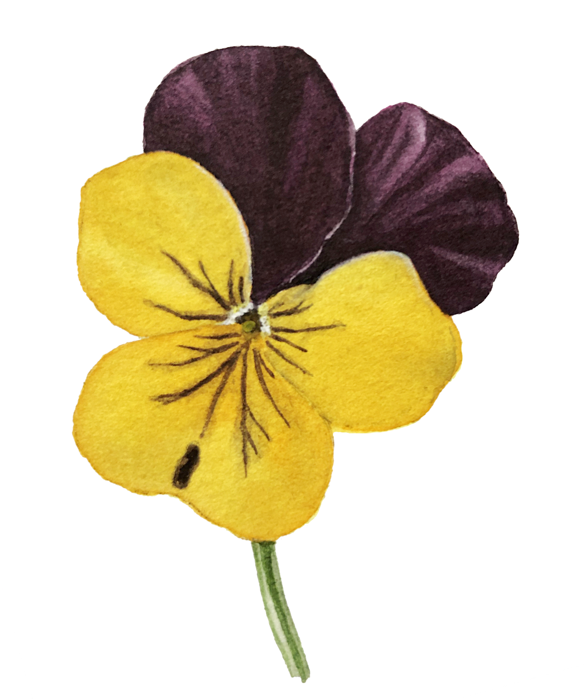 Viola botanical painting tutorial – Sandrine Maugy